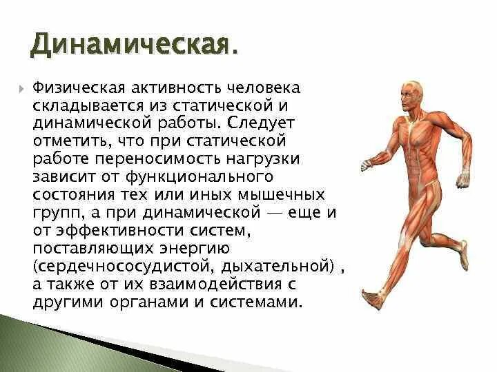 Статическая работа мышц. Статические и динамические мышцы. Особенности статической работы мышц. Статистическая работа мышц. 2 мышечная активность