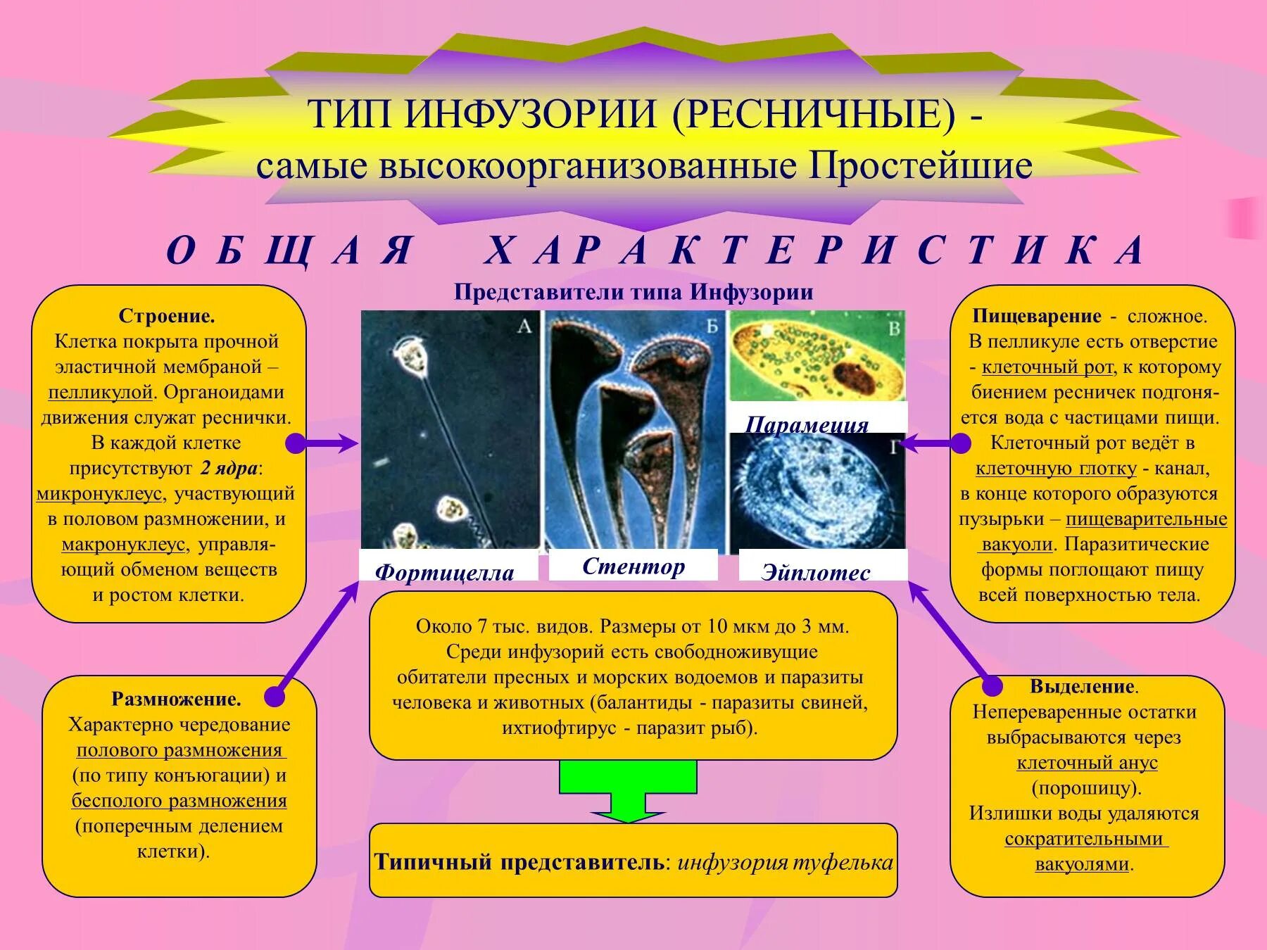 Виды поглощаемое пищи. Характеристика класса Ресничные инфузории. Тип инфузории или Ресничные таблица. Класс Ресничные инфузории общая характеристика. Тип инфузории или Ресничные систематика.