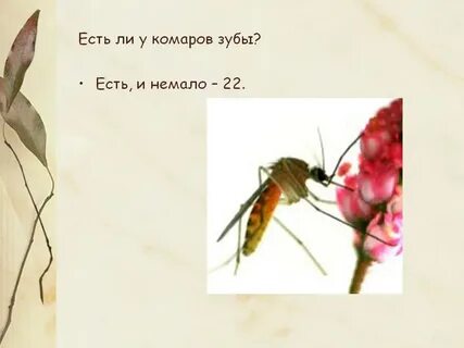 Зубы комара