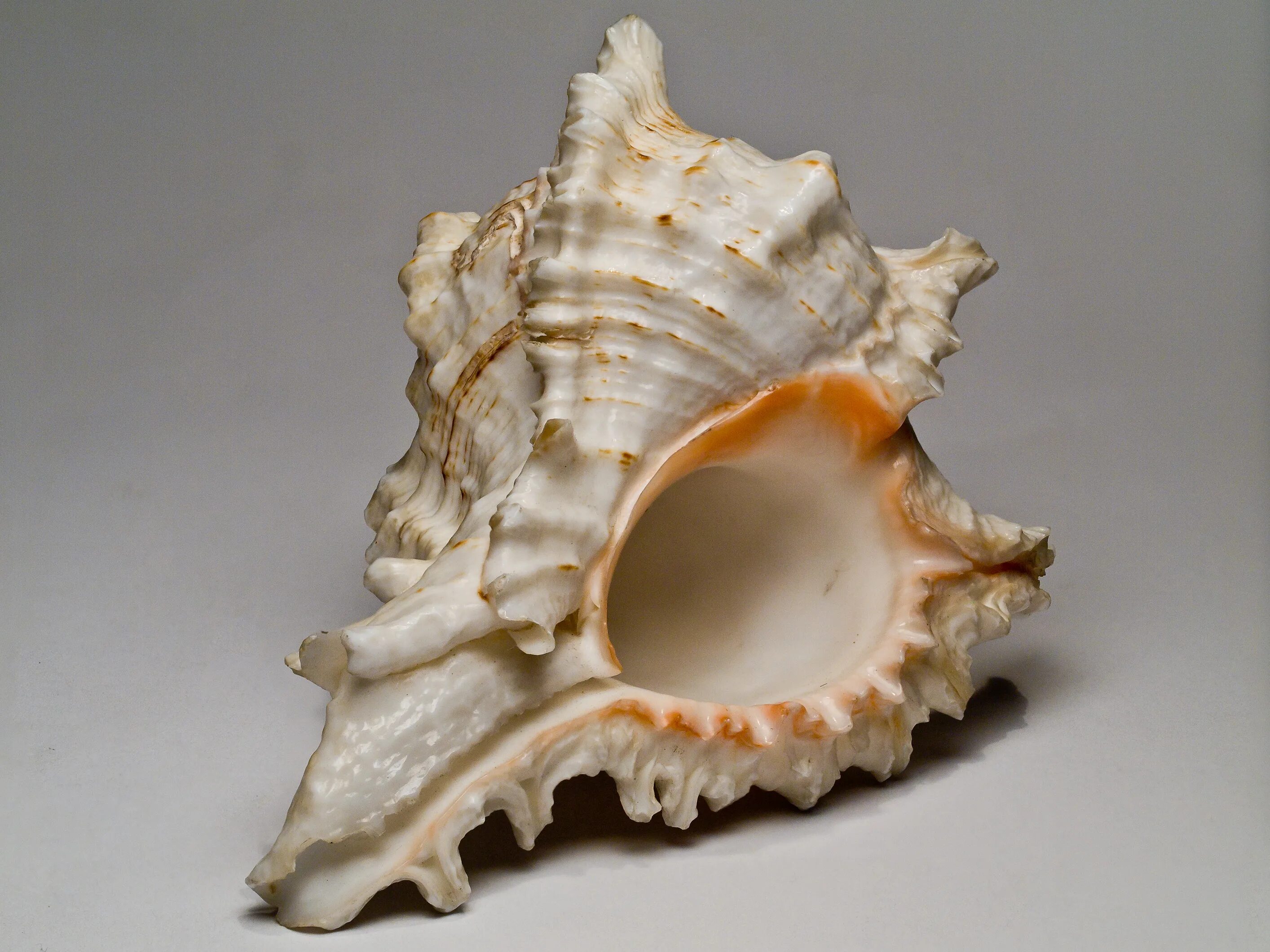 Sea Shell. Ракушки PENR Whelk. HDR раковина. 5 Sea Shells.