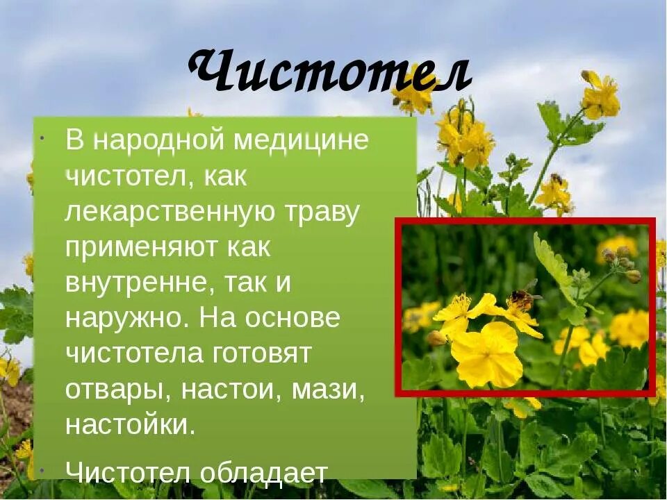 Чистотел лечебные свойства. Лечебные растения чистотел. Чистотел в народной медицине. Лекарственные свойства чистотела. Трава чистотел свойство применение