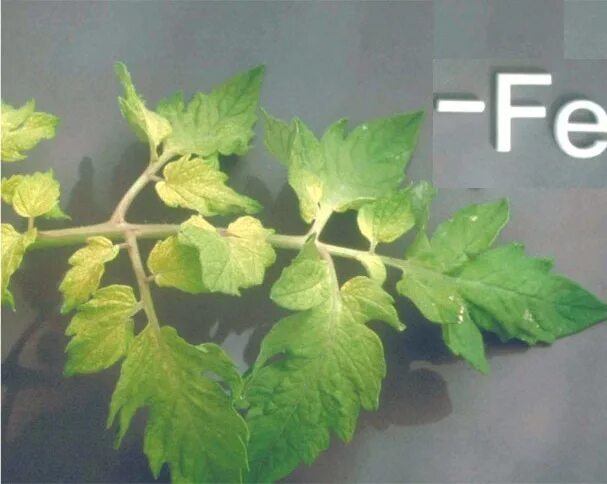 Хлороз рассады томатов фото. Неинфекционный хлороз томатов. Магниевый хлороз на томатах. Хлороз листьев томатов. Межжилковый хлороз томата.