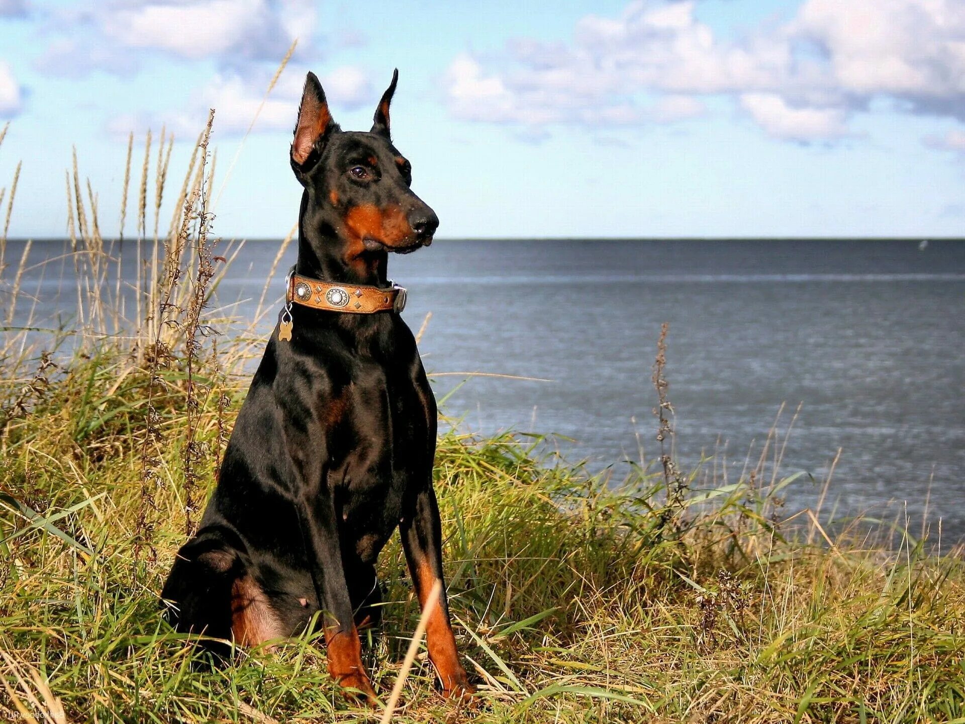 Dobermann