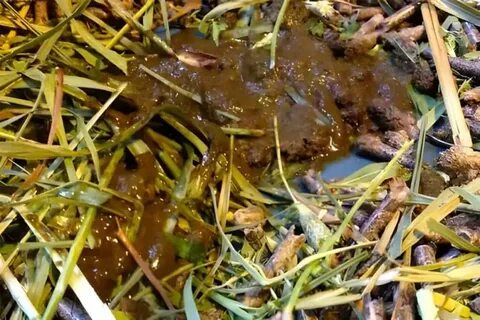 Какашки кролика