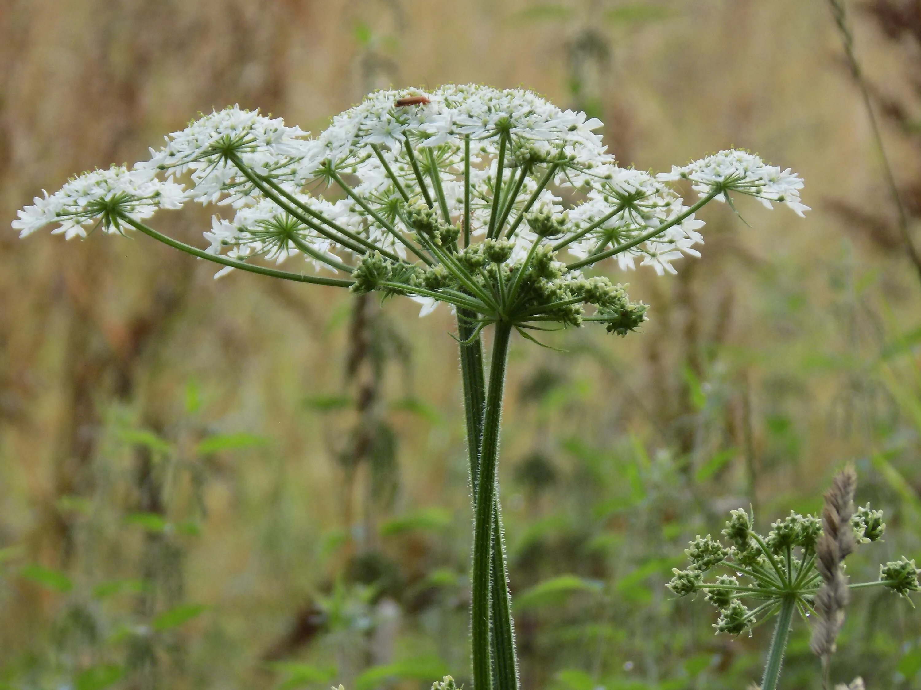 Зонтичные (Umbelliferae(Apiaceae)). Анис обыкновенный стебель. Зонтичные ажгон. Anise, Pimpinella anisum. Семейство зонтик