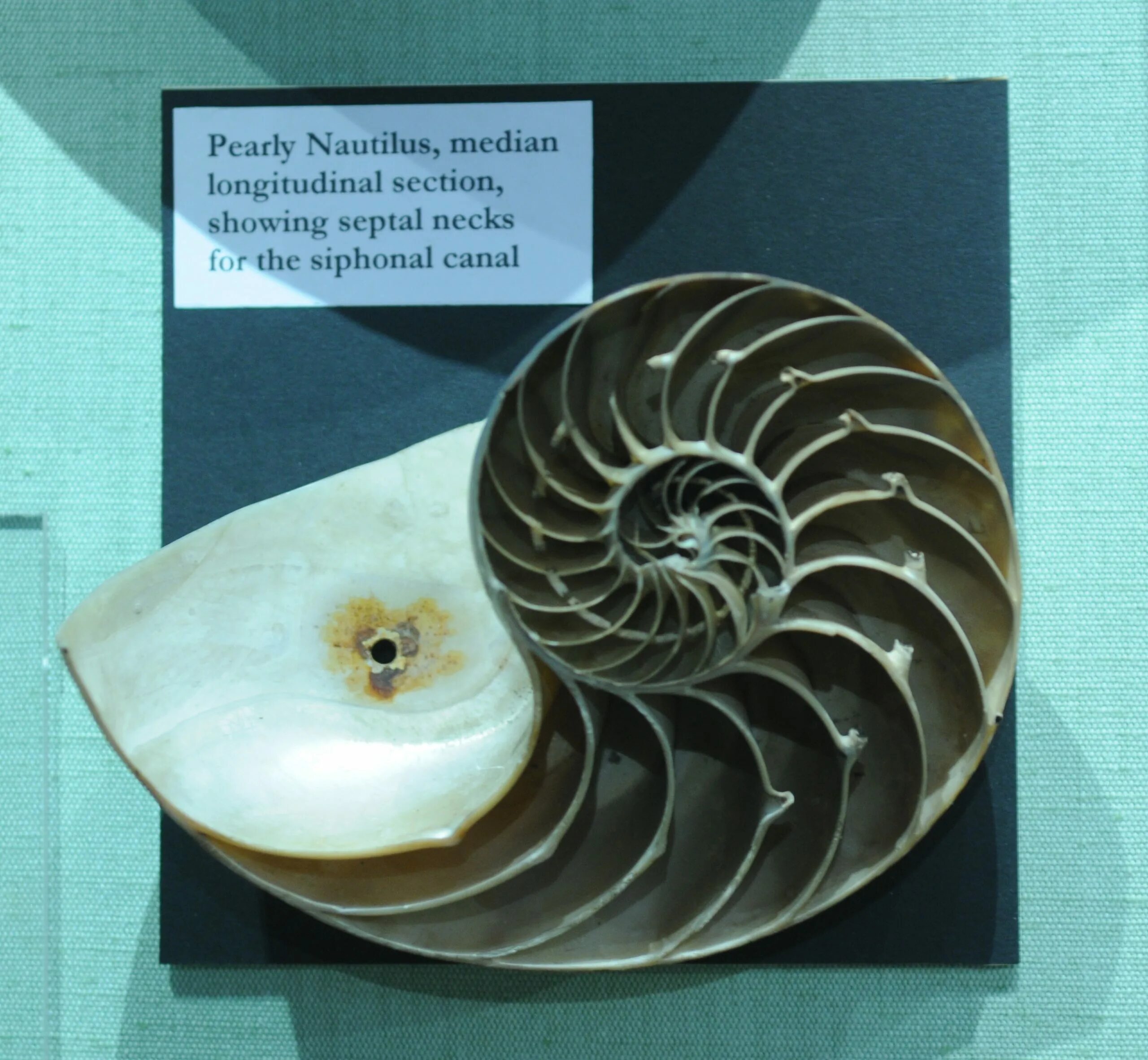 Наутилус карандашом. Дыхание наутилус помпилиус крылья. Наутилус помпилиус группа 1994. Наутилус резал. Наутилус резал.