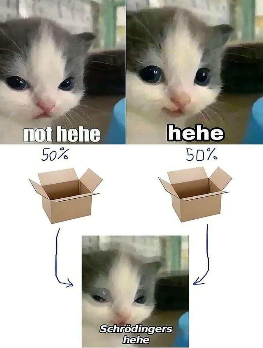 Хехе мем. Коты мемы. кот мем. мемы с котятами. котик hehe.