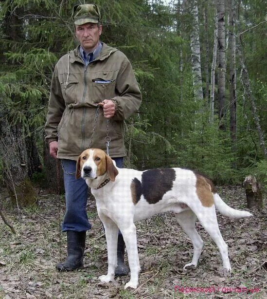 Русская гончая черноспинная. Русская гончая светлая. Гончие собаки чувашии. Русская пегая гончая. Русская гончая гром терехова.