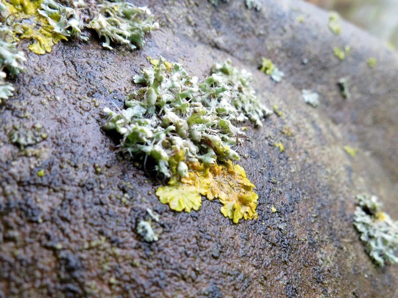 Лишайники обитающие на камнях называют. Накипные лишайники на камнях. Накипные лишайники на камнях. Эпилитные накипные лишайники. Накипные лишайники в арктике.