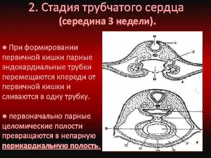 Гастроцель и бластопор. Нейрула зародышевые листки. Полость первичной кишки. Вторичноротые гаструла. Гастроцель и бластопор.