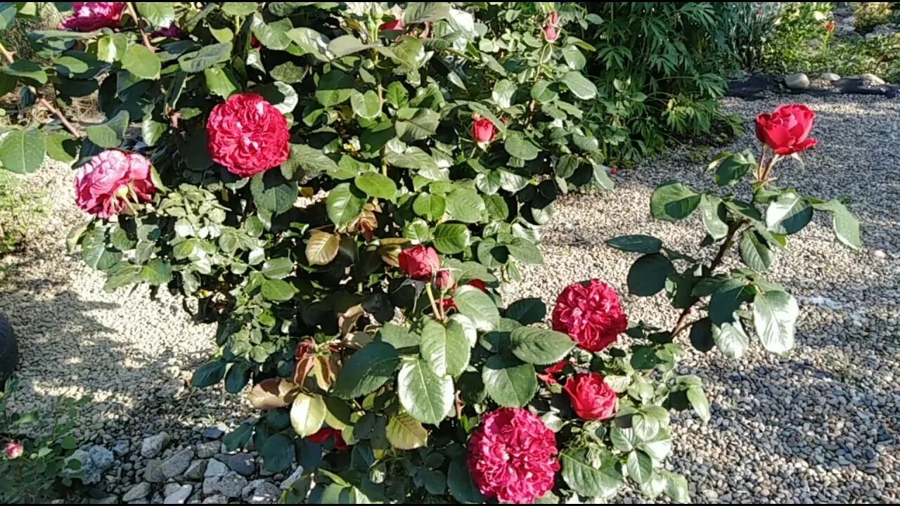 English bush Kates 2022 САЖЕНЦЫ плодовые, ягодные, декоративные.ЦВЕТЫ. СПБ.ГАТЧИ