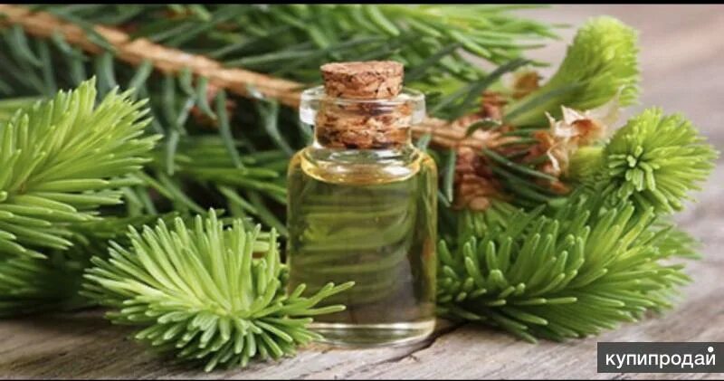 Пихта обыкновенная хвоя. Abies sibirica macroconica. Пихта сибирская. Полезные свойства ели. Хвоя в аптеке.