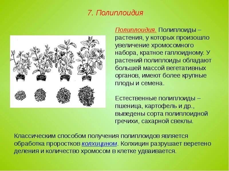 Полиплоидия вызывается. Полиплоидия древесных растений. полиплоидия в селекции растений. колхицин полиплоидия. карпеченко полиплоидия.