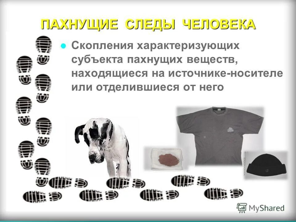 запаховые следы. запаховые следы в криминалистике. следы запаха. одорология в криминалистике. плантарный гипергидроз.