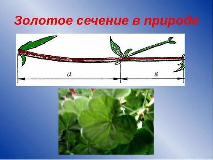Сечение жизни