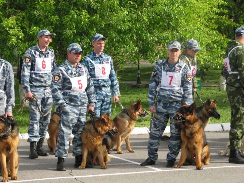 Кинолог с собакой в крокусе. 21 Июня отмечается день кинологических подразделений МВД России,. День кинологических подразделений МВД России (день кинолога). Кинологические подразделения МВД России. Кинологический отдел в МВД РФ.