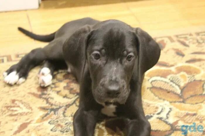 Щенок немецкого дога 2 месяца. Дог 2 месяца. Щенок дога 2 месяца. Немецкий дог щенок 5 месяцев. Немецкий дог щенок.