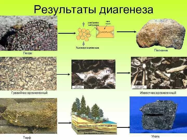 Образование органических горных пород. Образование горных пород. Образование осадочных горных пород. Литификация горных пород. Стадии образования осадочных пород.