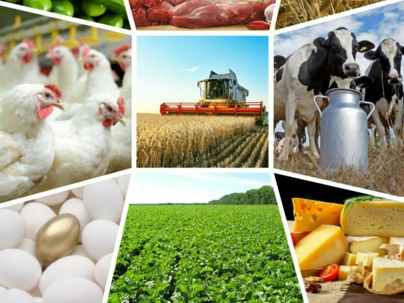 Использование сельскохозяйственной продукции