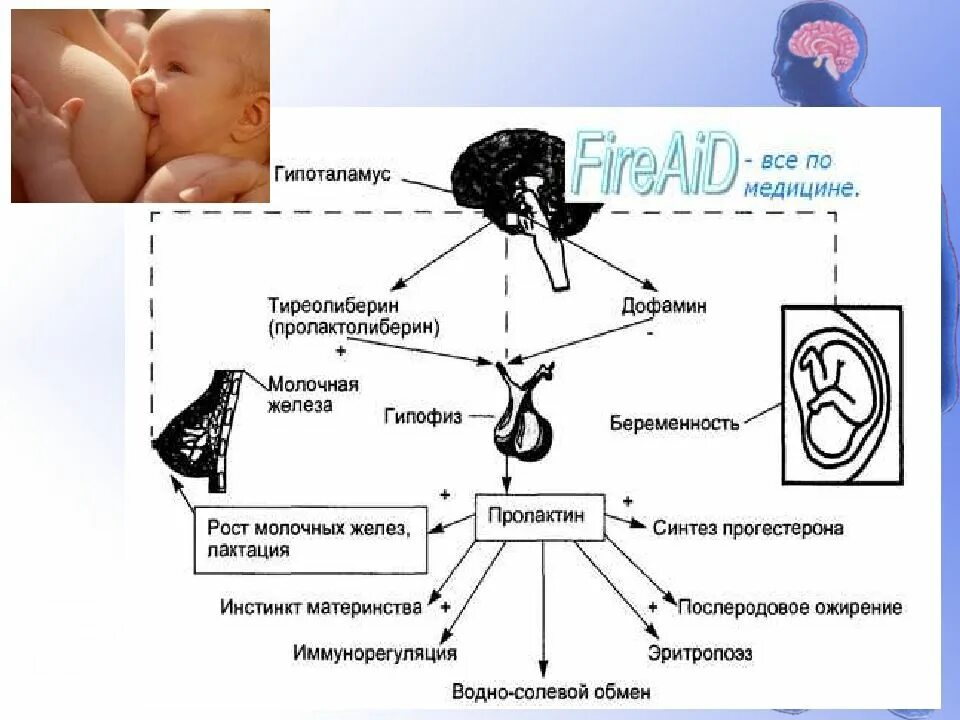 Гипофиза и беременность. Регуляция синтеза пролактина. синтез пролактина схема. регуляция секреции пролактина схема. пролактин гормон гипофиза.