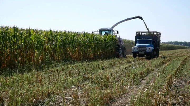 Курганинск кубань. ЗИЛ 130 на уборке силоса. Заготовка силоса 2022. СПК колхоз Новоалексеевский. СПК колхоз Новоалексеевский Курганинский район.