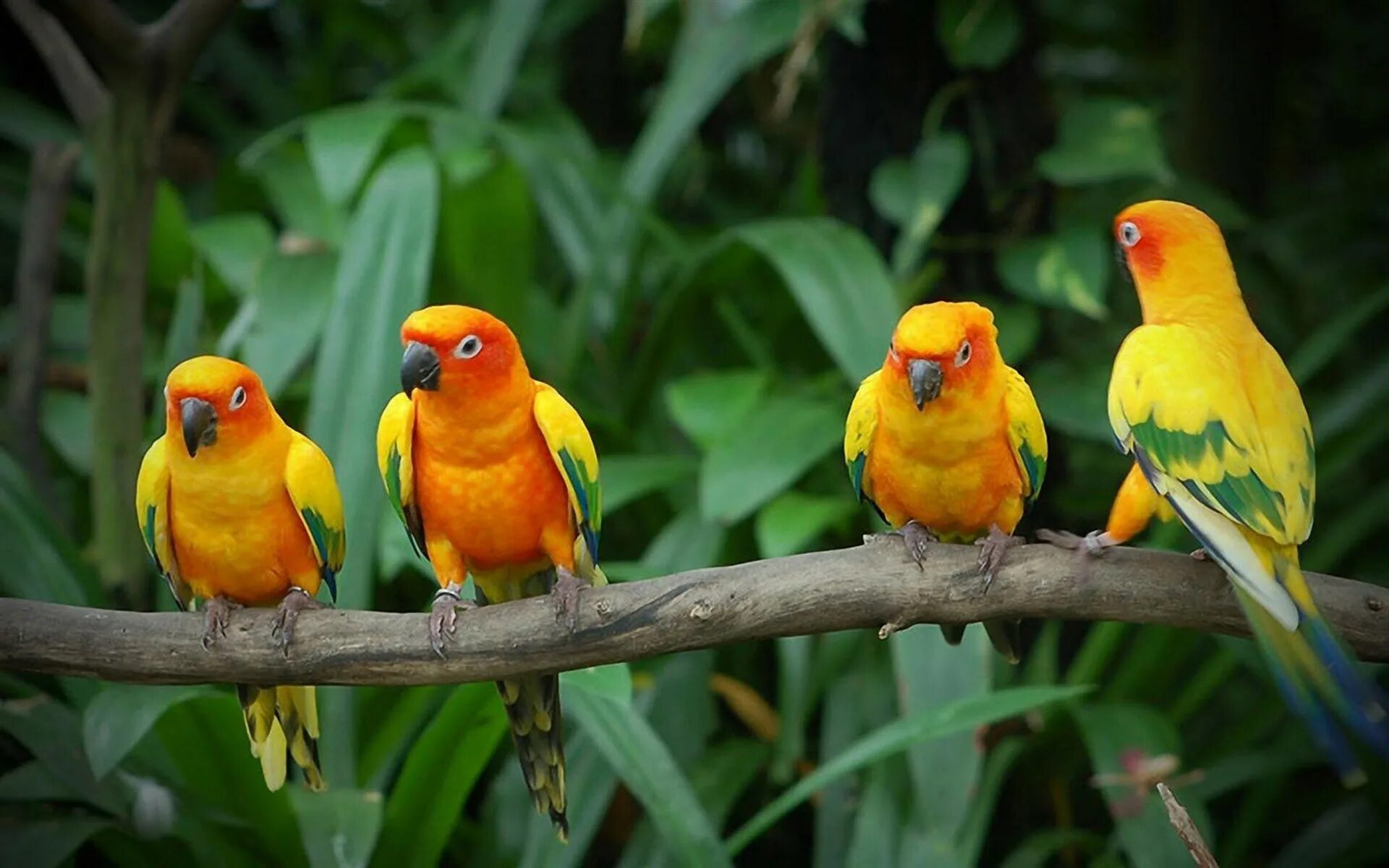 Неразлучники попугаи. Попугаи неразлучники Какаду. Мадагаскарский попугай. Попугай неразлучник желтый.