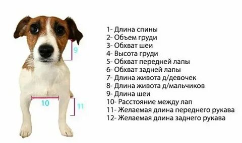 Обхват шеи джек рассел