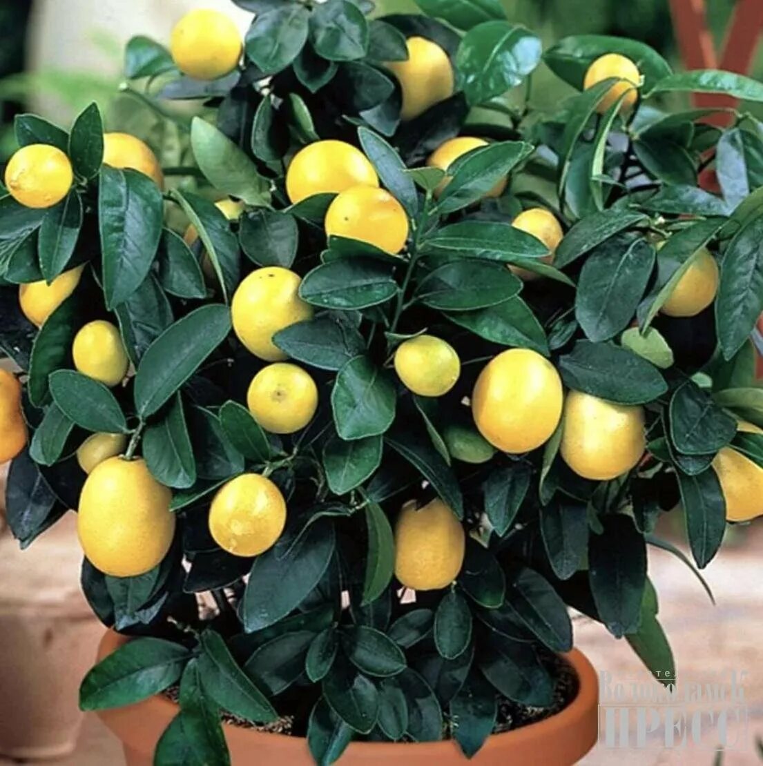 Маленькое лимонное дерево. Цитрофортунелла лимон. Lemon Tree (лимонное дерево). Цитрус (комнатное растение) лимон Мейера. Лимон Citrus Limon.