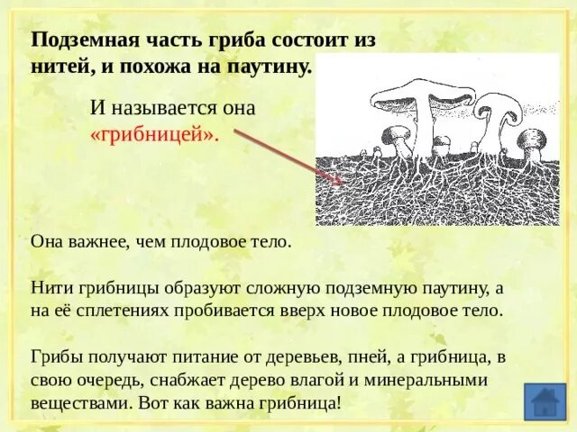 Строение микроскопических мицелиальных грибов. Строение грибницы шляпочных грибов. Подземная часть гриба. Ножка гриба состоит из. Основная часть грибов строение шляпочных грибов.