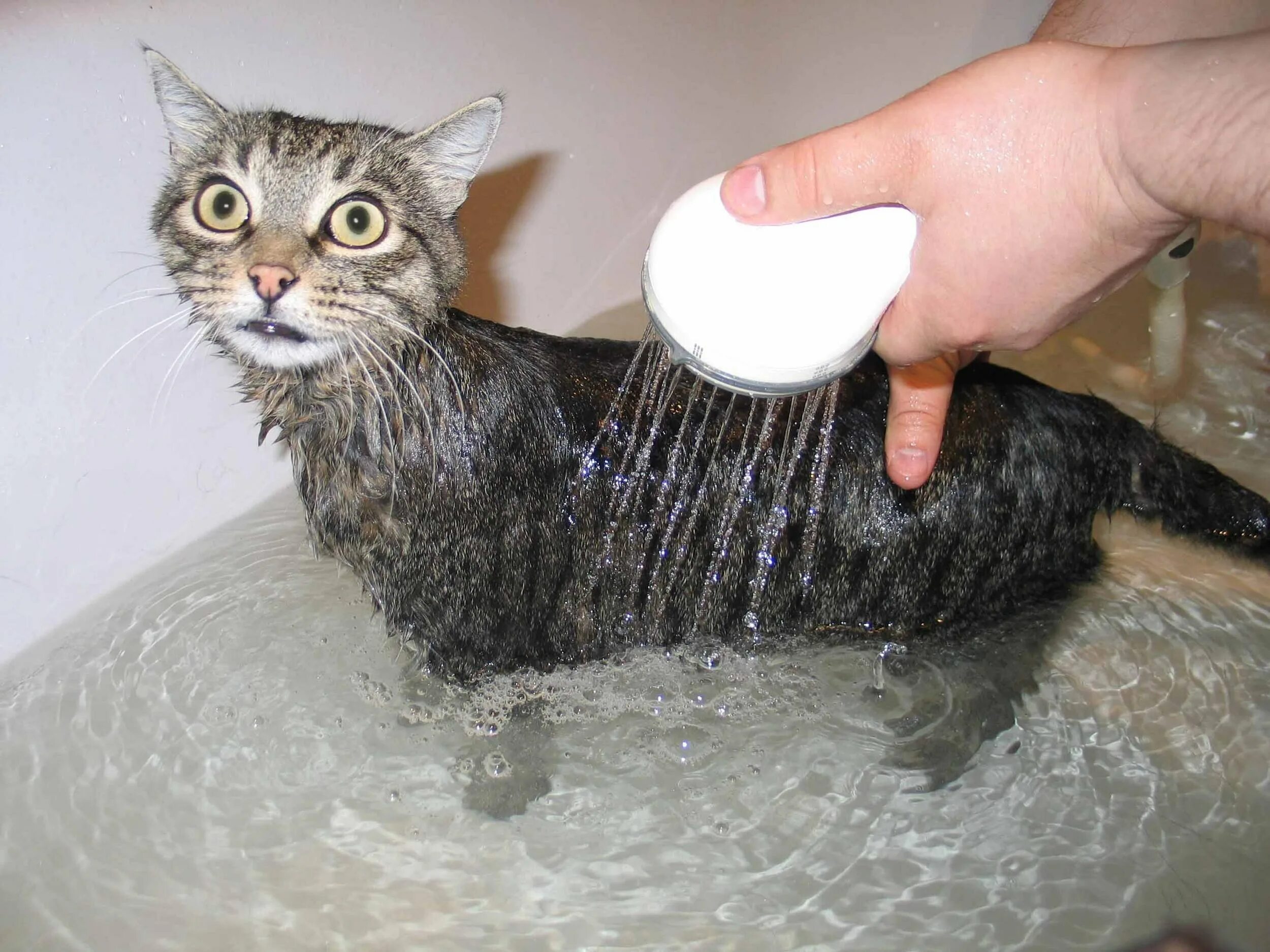 Кошка после мытья. Мытье кошки. Кошка Купае. Помытый кот. Купание кота.