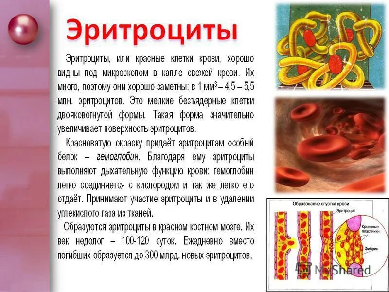 Эритроциты и лейкоциты и антитела. Кровь лейкоциты эритроциты фагоциты. Что такое антигены в крови человека. В лимфатических узлах лимфа насыщается лейкоцитами эритроцитами. Лимфоциты тромбоциты эритроциты.