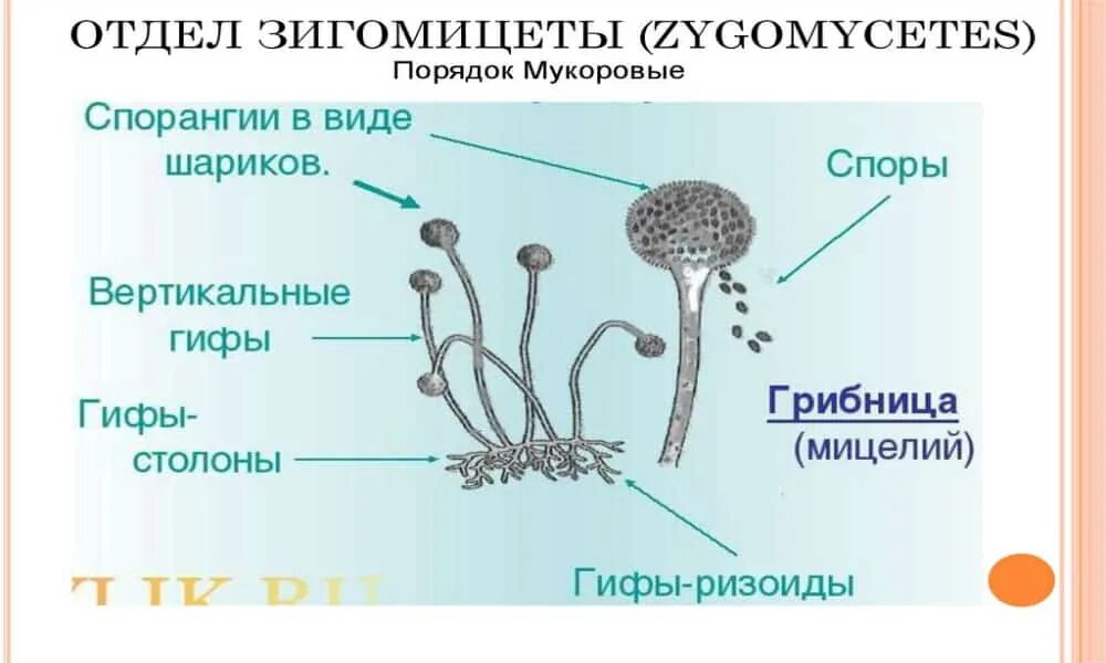 Строение плесневого мукора. Строение и размножение мукора. Строение грибницы мицелия. Мицелий одноклеточных грибов. Грибы строение и размножение.