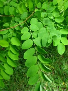 12 leaves