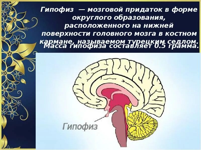 Гипофиз мозговой придаток. Гипофиз Нижний мозговой придаток. Функции гипофиза головного мозга. Гипофиз мозга функции.