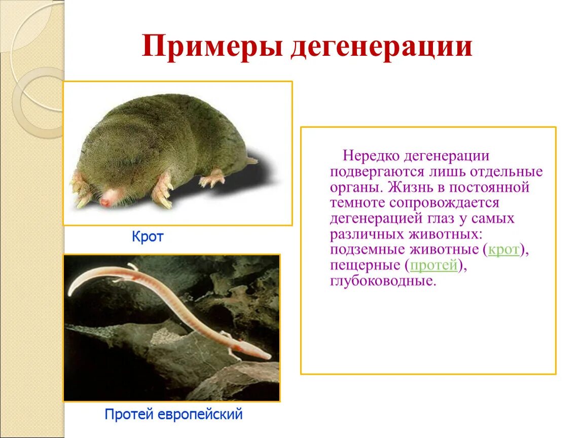 5 дегенерация. Общая дегенерация Крот. Примеры общей дегенерации в биологии. Общая дегенерация примеры. Примеры дегенерации у животных.