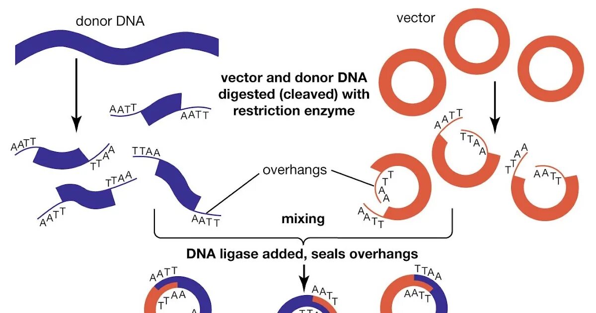 Методы введения днк. Клонирование ДНК. Клонирование ДНК схема. Схема клонирования рекомбинантной ДНК. Рекомбинантная молекула ДНК.