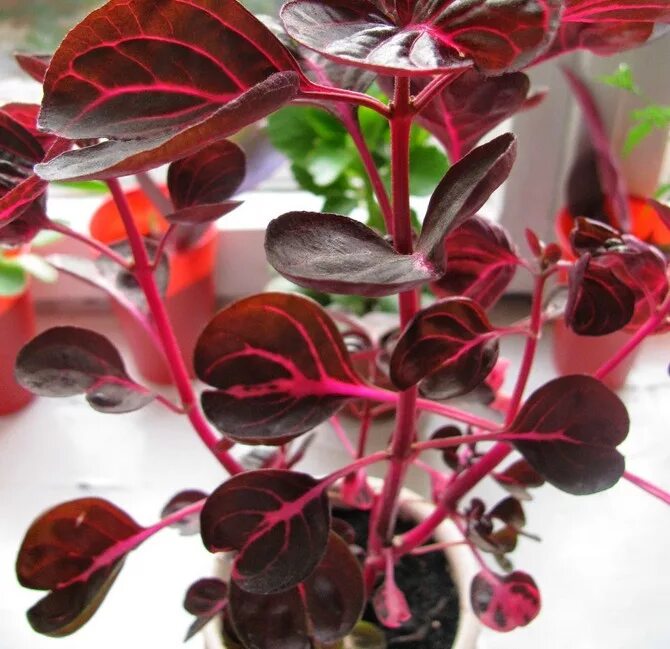 File:Iresine herbstii Leaves.JPG - Wikimedia Commons