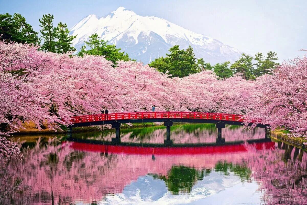 163onmyneck сакура. Черри блоссом гора. Парк Такиноуэ, Япония. Сакура черри блоссом. Цветущая Сакура в Японии сад.