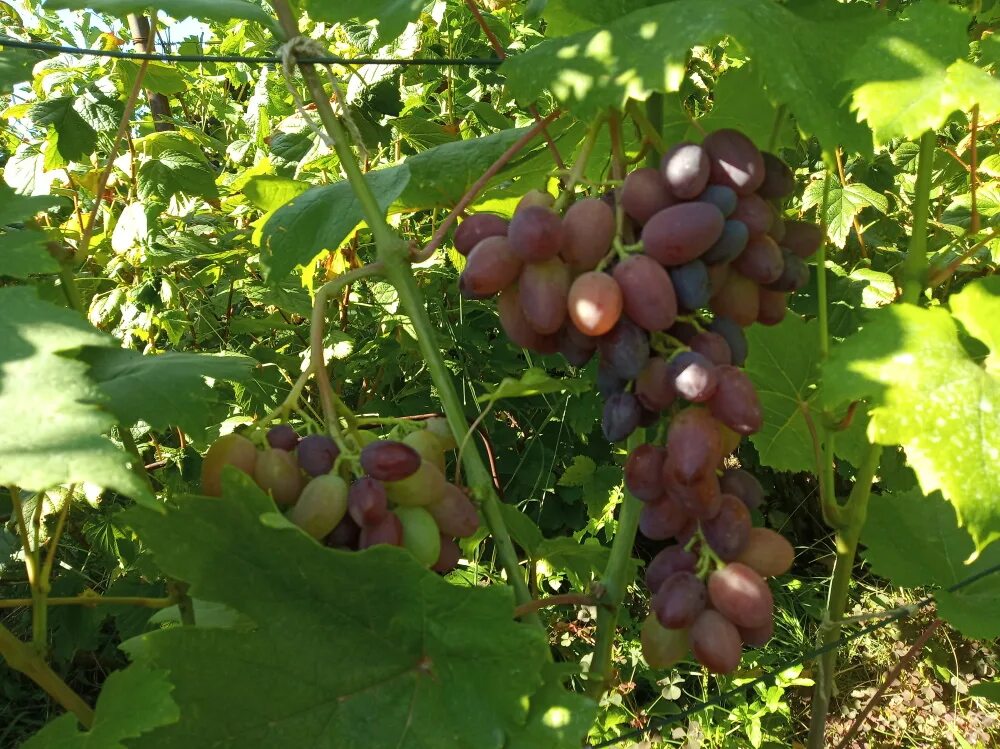 Виноград гусар фото. Виноград гусар описание сорта. Сорт винограда гусар. Виноград гусар. Виноград гусева сергея эдуардовича.