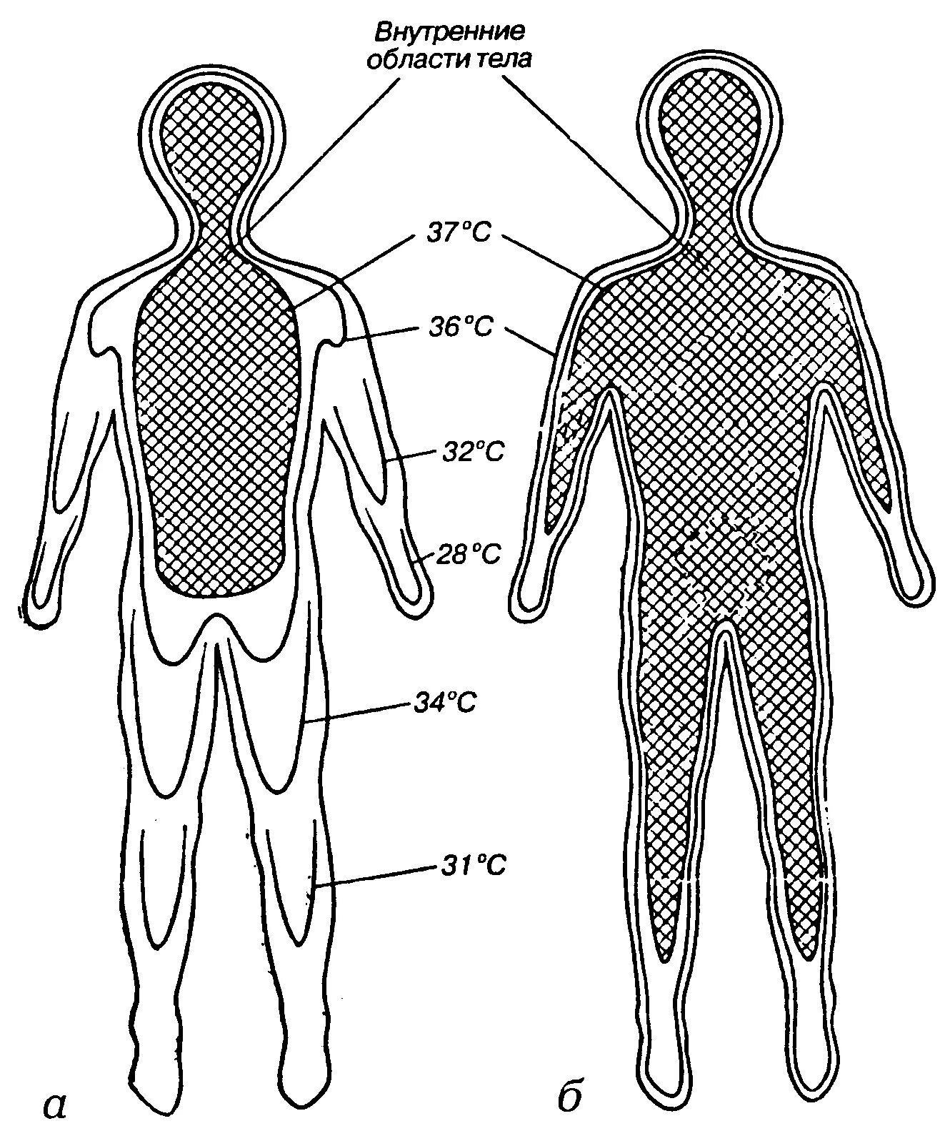 Температурная схема тела человека. Температура человека схема. Схема тела физиология. Распределение температуры тела человека. Температура вашего тела