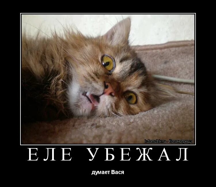 Думай вася думай. Думай джимми думай. Думай вася думай. Думай вася думай. Кот вася задумался.