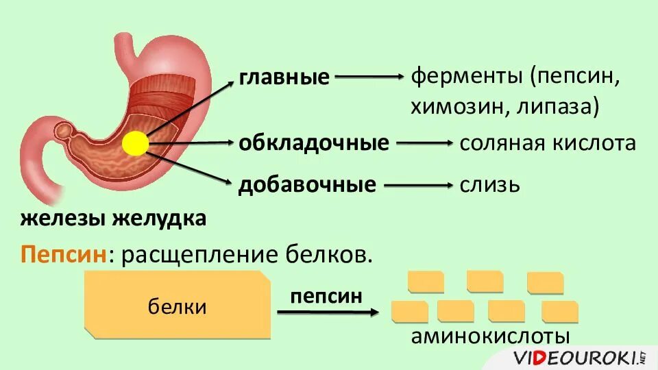 Фермент расщепления белков в желудке