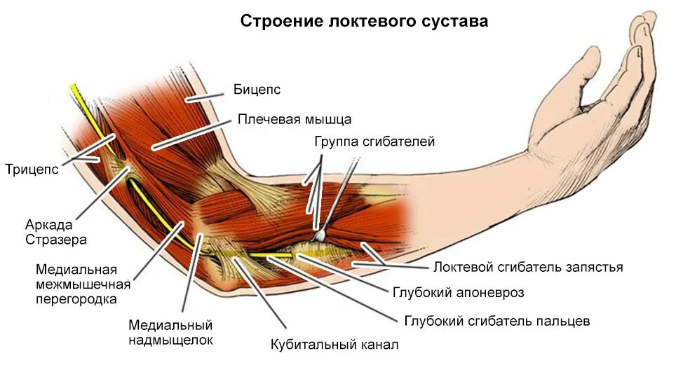 Больно разгибать. Кубитальный канал локтевого сустава. Кубитальный туннельный синдром. Нервы локтевого сустава анатомия. Сухожилия локтевого сустава анатомия.