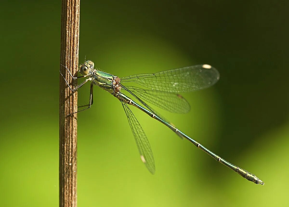 Стрелка красноглазая самка. Стрекозы список. Лютка зеленоватая. Стрекоза длиннохвостая. Представители стрекоз названия.