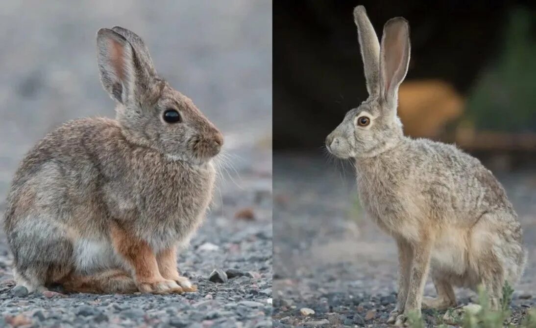 Rabbit Hare разница. Bunny Hare Rabbit разница. Заяц и кролик. Заяц против кролика.