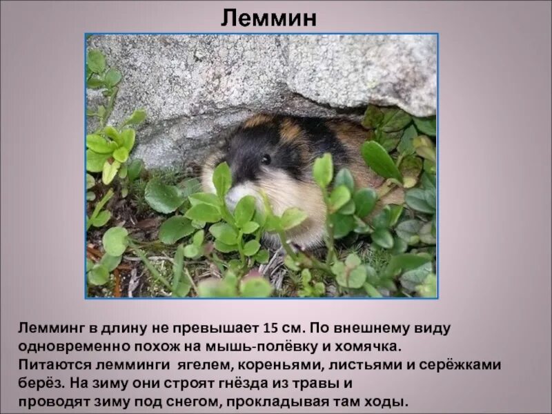 Лемминг фото и описание. Лемминг кто ими питается. лемминг ест ягель. лемминги чем опасны для человека. лемминг внешние строения.