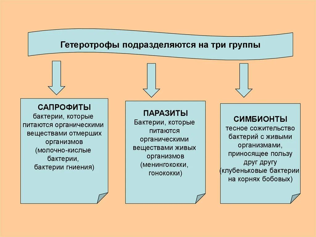 Сапрофиты автотрофы. Сапрофиты паразиты сапротрофы. питание бактерий сапрофиты и паразиты. гетеротрофы это в биологии 9 класс.