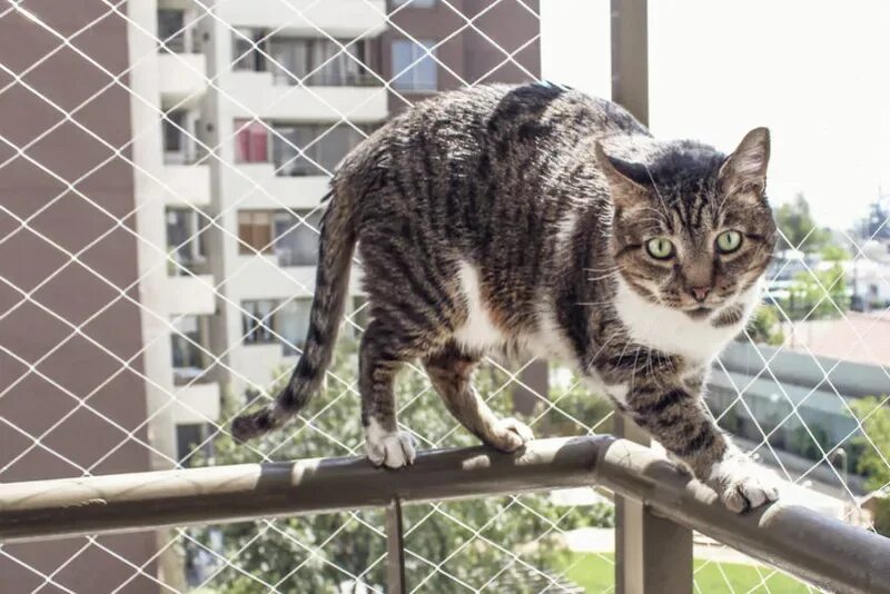 Кошки чрезвычайно терпеливы. Кошачья инфраструктура. Protecao animal. Безопасность кошки. Кошка безопасность окно спас.