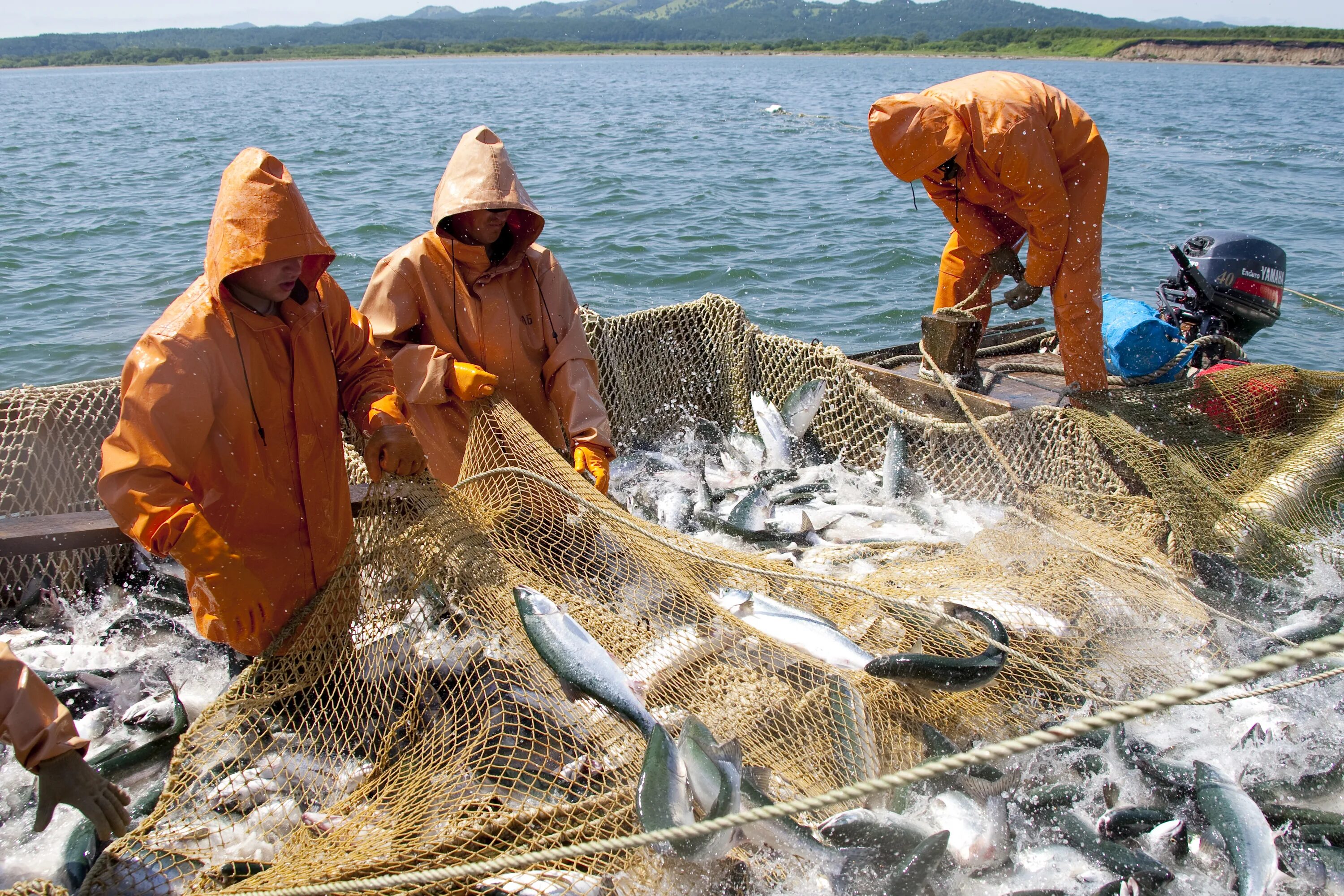 Где добыть рыбу. Промысел рыбы. Добыча рыбы. Промышленное рыболовство. Рыбная промышленность дальнего Востока.