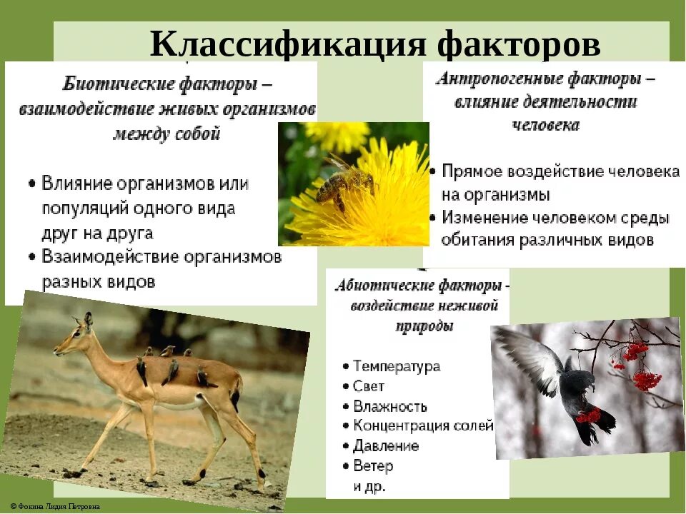 Что является основным абиотическим лимитирующим фактором